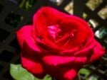 Red rose