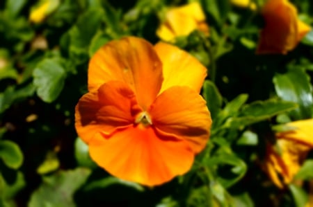 Orange flower - pretty, macro, orange, awesome, outdoors, flower