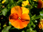 Orange flower