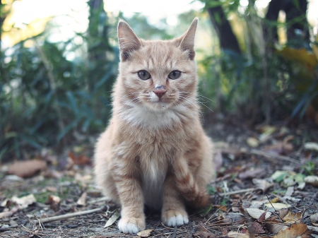 Cat - paws, face, pretty, cute, animals, beautiful, cat, sleeping, kitty, cats, kitten, hat, lovely, cat face