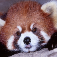 Red Panda