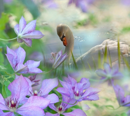 Alone in lake - swan, alone, flowers, violet