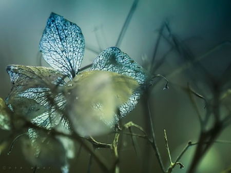 Hydrangea Leaves - beauty, nature, blue, leaves, green, hydrangea