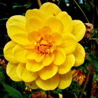 Beautiful Yellow Flower