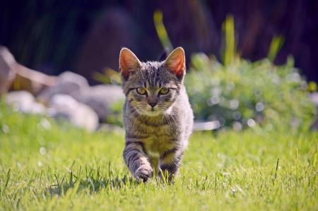 Hunter - paws, face, pretty, cute, animals, beautiful, cat, sleeping, kitty, cats, kitten, hat, lovely, cat face