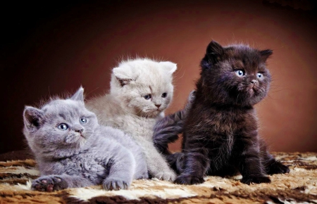 Three fluffy friends