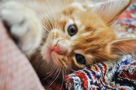 Cat - sleeping, cat face, hat, cat, kitty, animals, lovely, kitten, paws, face, pretty, cats, beautiful, cute