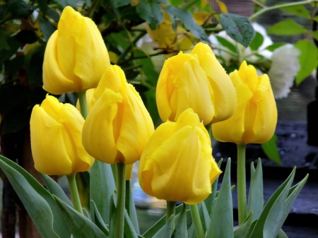 Yellow - lovely, spring, nature, pink, beautiful, green, flowers, photo, cute, flower