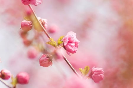 Pink spring - flower, pink, cute, beautiful, flowers, photo, spring, lovely, nature, green