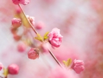 Pink spring