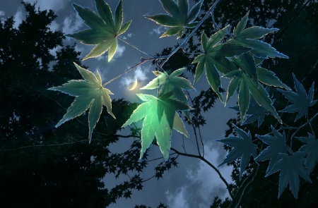 Moonlight - leaves, green, moonlight, tree