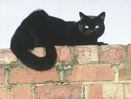 Cat - black, brick, cute, paws, cat