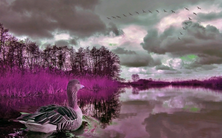 Strange lake - goose, clouds, lake, sky