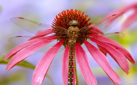 Dragonfly - macro, dragonfly, pink, red, petals, insect, wings, flower