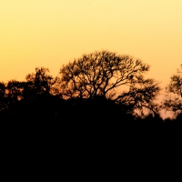 Sunset Behind the Trees