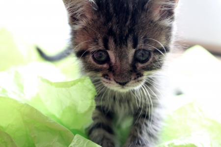 Curious Kitten - tabby, kitten, feline, cat