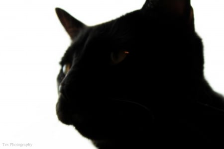 Shadowed Guardian - cat, feline, black, shadow