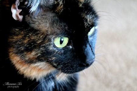 Tortie Cat Stare - shell, tortie, feline, cat