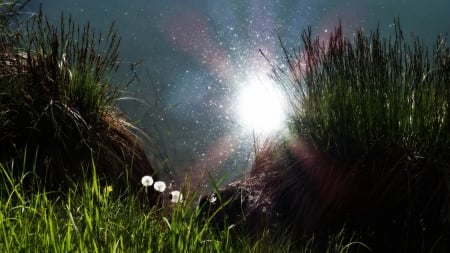 secret place - nature, flowers, grass, sun