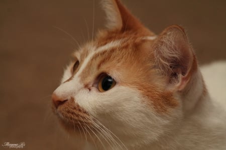 Hemmingway Cat - hemmingway, turkish van, feline, cat