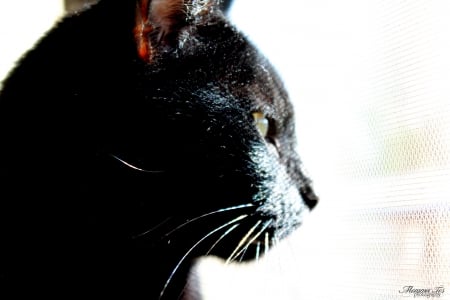 Black Cat Stare - black, whiskers, feline, cat