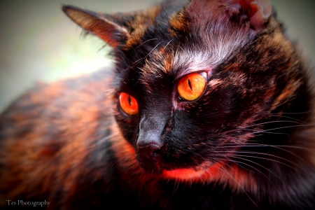 Red Reflected Tortie Cat - tortie, tortishell, feline, cat