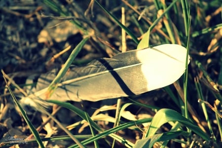 Bird Feather - photograph, feather, nature, bird