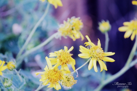 Yellow Flowers - flowers, texas, yellow, daisy