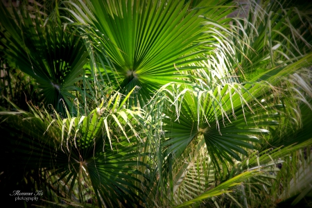 Palms - texas, tree, palm, green