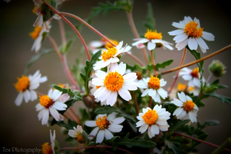 Texas Daisies - daisy, texas, flower, plant