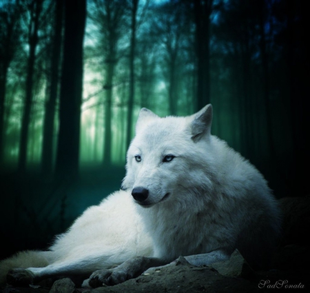 Bright - wild animals, forest, wallpaper, animals, dark, abstract, manipulation, wilderness, art, wlves, white wolf, wolf, fantasy, wild, predators