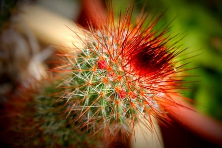 Cactus - cactus, plant, desert, photography