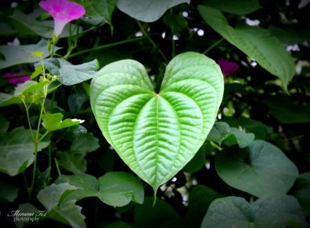 I Heart Morning Glories - morning, vine, glory, flower