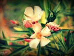 Pink Oleander