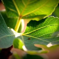 Fig Leaves