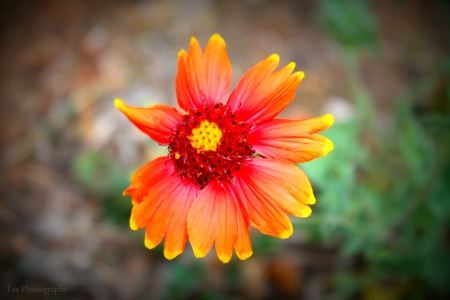 Desert Daisy - flower, desert, plant, daisy