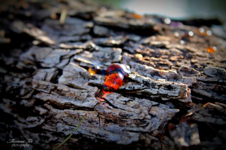 Mesquite Tree Sap