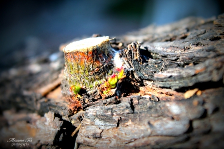 Mesquite Tree