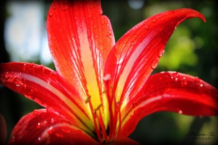 Red Lily - flower, plant, lily, red