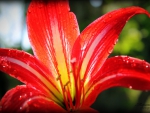 Red Lily