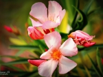 Pink Oleander Flower