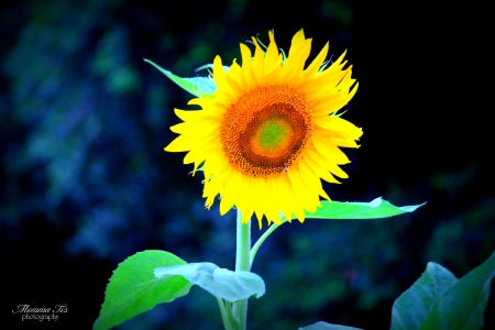 Sunflower - bloom, flower, sunflower, plant