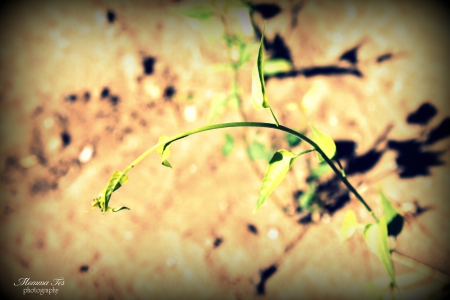 Green Plant - fawna, plant, green, flora