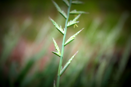 Grass Seeds - seeds, grass, plant, grain