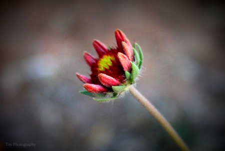 Desert Wildflower - texas, desert, plant, wildflower