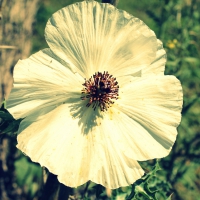 White Poppy