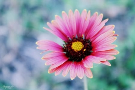 Desert Daisy - daisy, flower, plant, desert