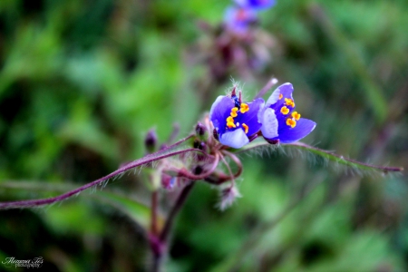 Texas Wildflower - texas, wildflower, purple, flower