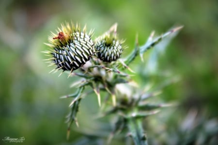 Angry Thistle - plant, weed, angry, thistle, flower