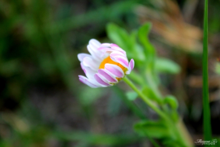 White Daisy Wildflower - white, texas, daisy, wildflower, whit